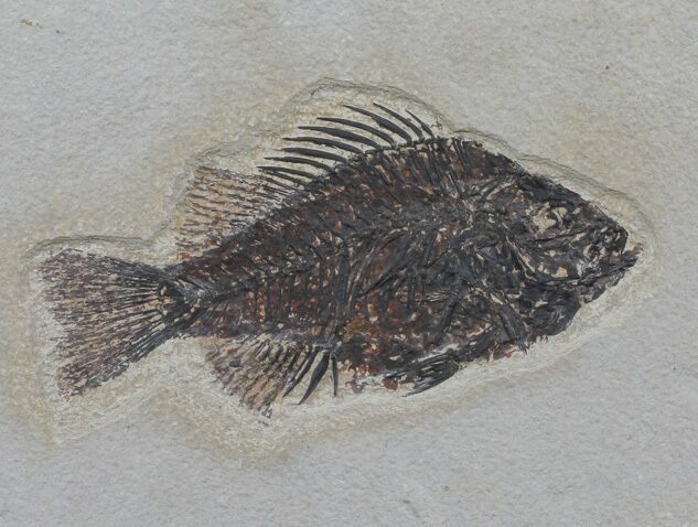 Cockerellites (Priscacara) Fossil Fish - Wyoming #61010